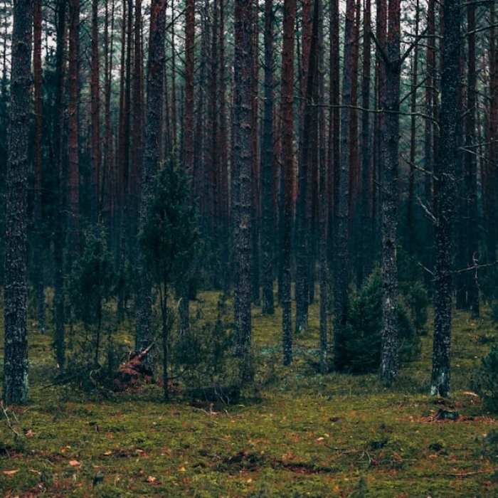 Discover Lithuania's Iconic Bridges: A Journey Through History and Architecture