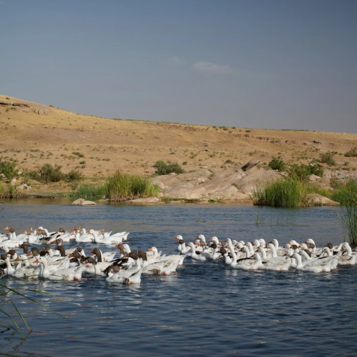 Mastering Convenience: Your Guide to Local Delivery Apps in Iraq