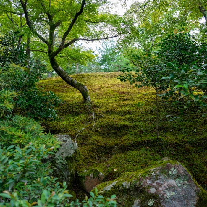 Japan's Most Enchanting Tram Rides: A Guide to Scenic Journeys