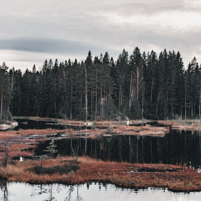 The Best Outdoor Markets for Vintage and Antiques in Finland