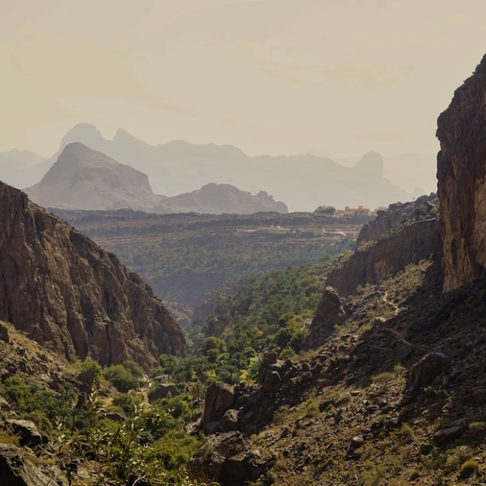 Discover Oman's Avian Wonders: The Ultimate Guide to Bird Watching in Oman