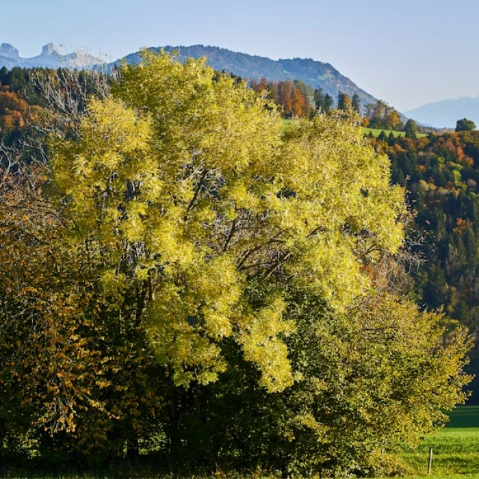 Unlock Convenience: Your Guide to Using Vending Machines in French Saint Martin