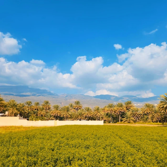 Discover Oman's Hidden Gems: Your Ultimate Guide to the Best Local & Artisan Cheese Shops
