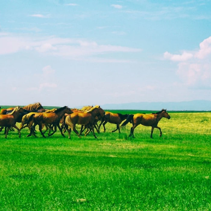 Discover Mongolia's Sweetest Secrets: Exploring Top Local Ice Cream Shops