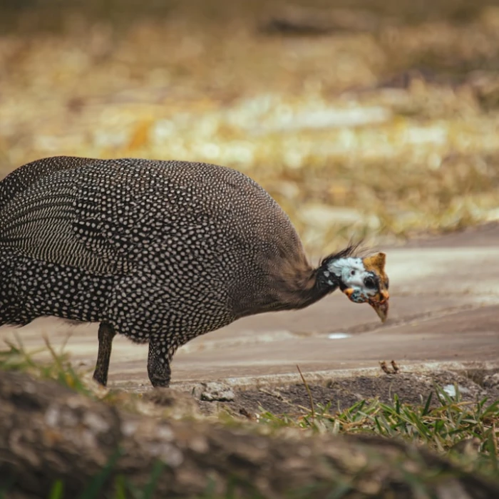 Unforgettable Day Trips: Discover Guinea Beyond Its Major Cities