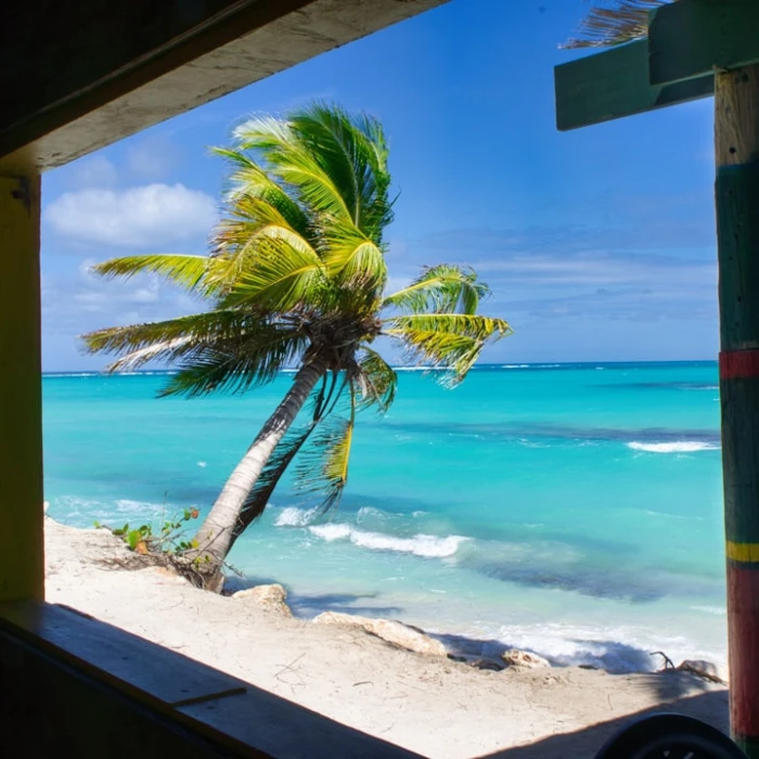 Savoring the Caribbean: Your Ultimate Guide to the Best Vegan & Vegetarian Food