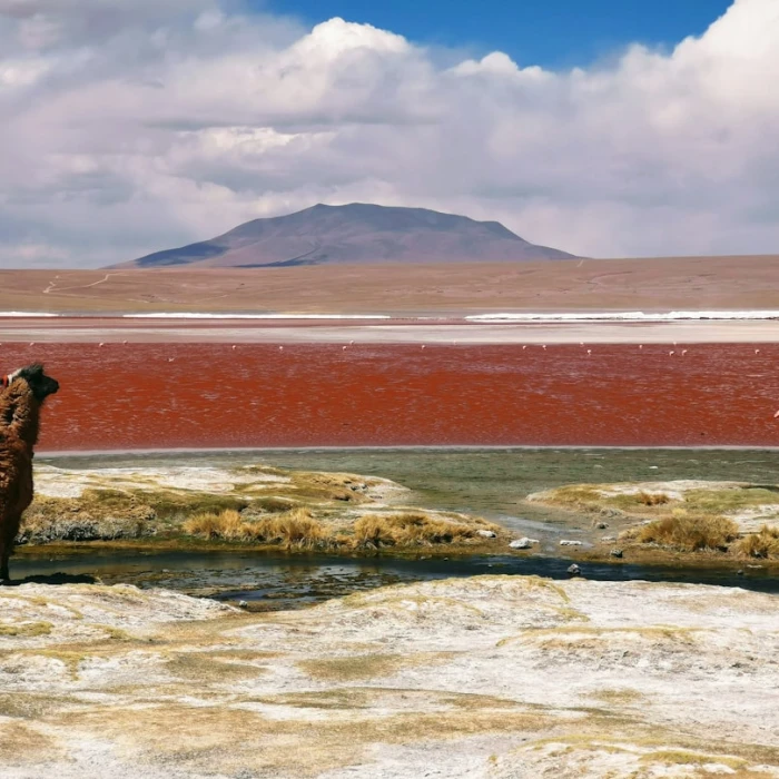 Bolivia's Defining Moments: Exploring the Most Important Historical Battles