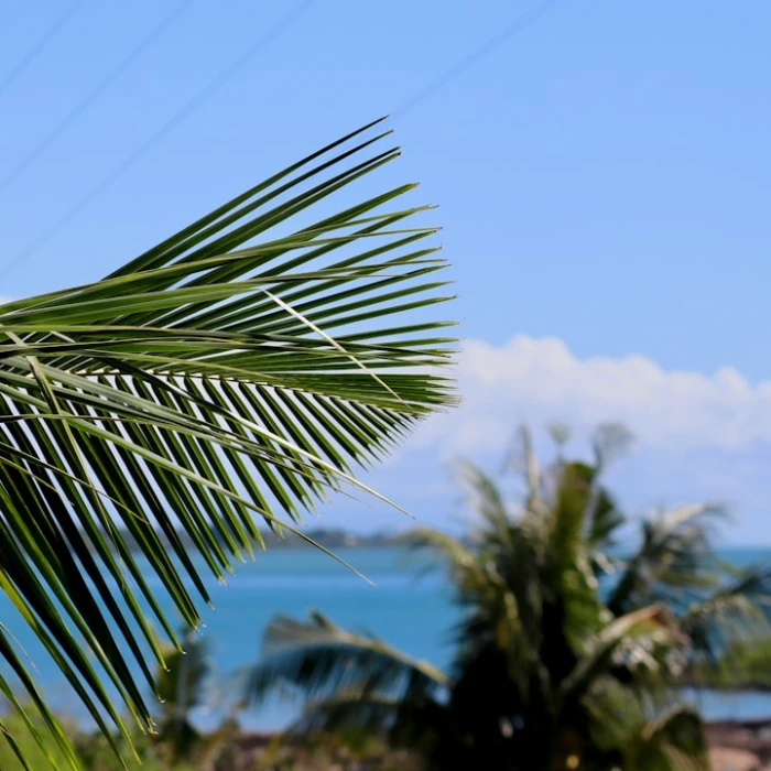 Samoa's Cultural Tapestry: Unveiling Unforgettable Traditional Festivals & Top Destinations