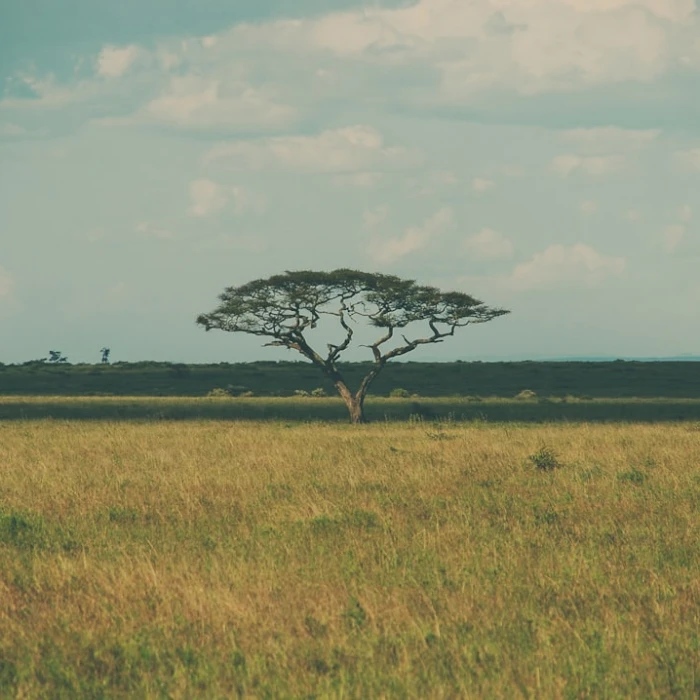 Discover Tanzania's Most Breathtaking Sunsets: An Ultimate Guide