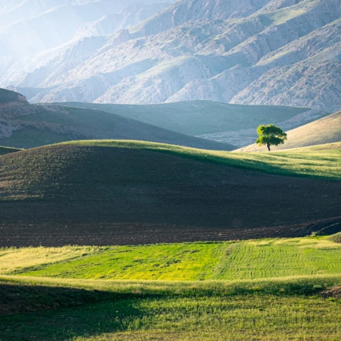 Navigating Iranian Daily Life: Your Ultimate Guide to Local Delivery Apps