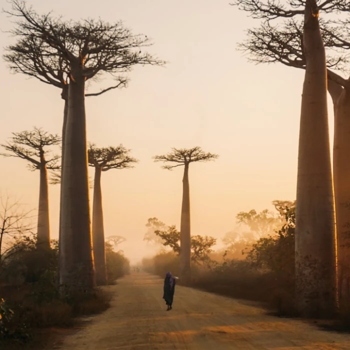 Discover Madagascar's Most Scenic Boat Trips: Unforgettable Coastal & Riverine Adventures