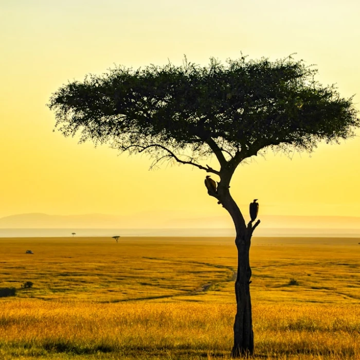 Unveiling Africa's Majesty: The Ultimate Sunrise Hikes You Must Experience