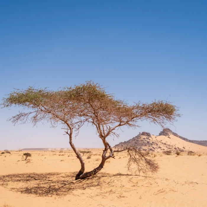 Mauritania's Hidden Nightlife: Unearthing Exclusive Lounges & Social Hubs
