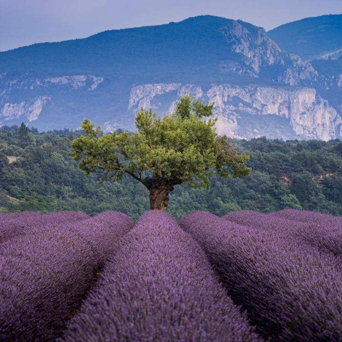 Discover France's Most Breathtaking Scenic Walks