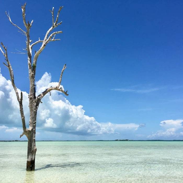 Unforgettable Magic: The Best Places for a Sunset Cruise in The Bahamas