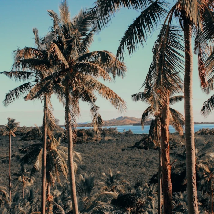 Discover Fiji's Hidden Gems: Best Riverside Walks & Unforgettable River Cruises
