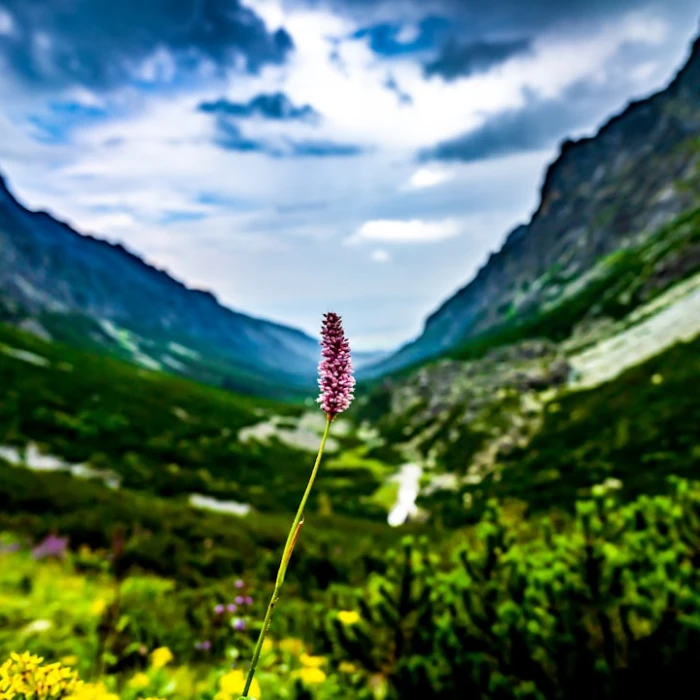 Unveiling Expat Life: What It's Actually Like to Live in Slovakia