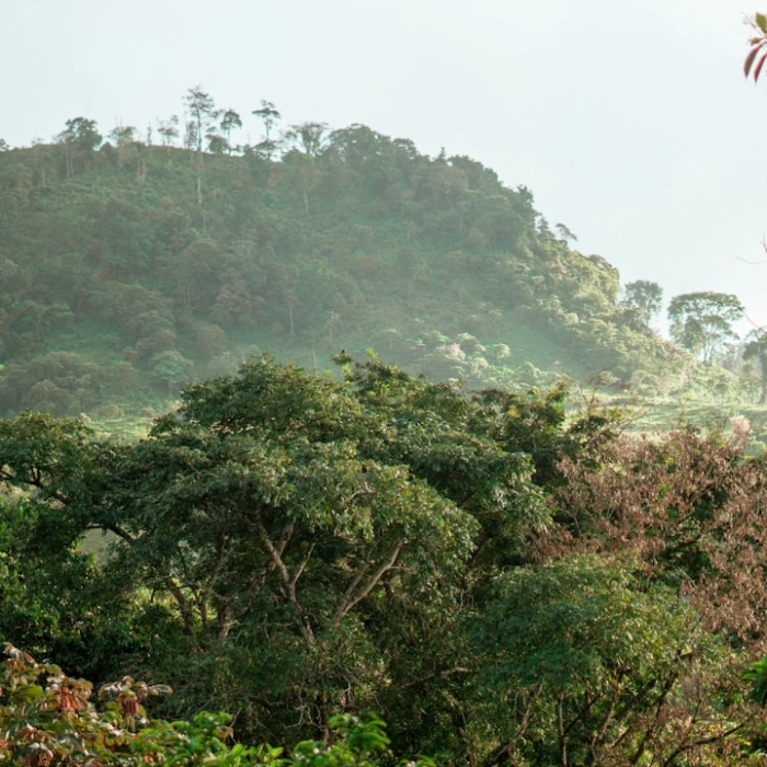Ultimate Guide to Bird Watching in Honduras: Discover Its Avian Wonders