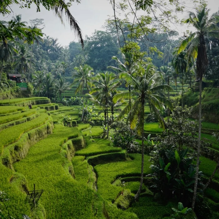 The Best Places for a Scenic Picnic in Indonesia