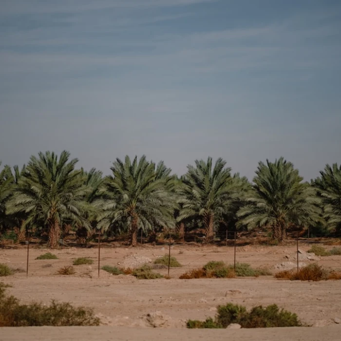 Navigating the West Bank Safely: Essential Car Rental Tips for Palestinian Territories Travel