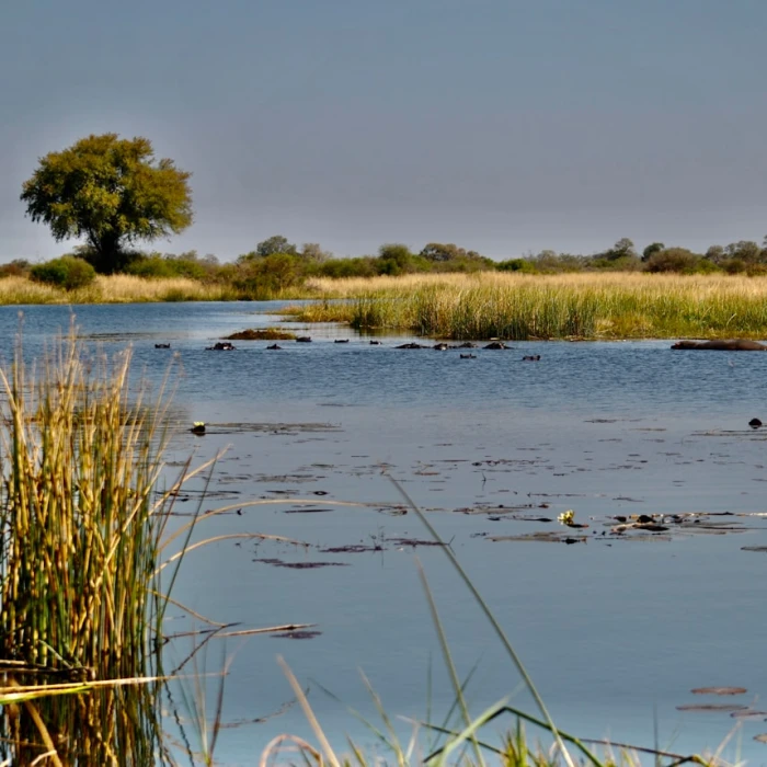 Dive into Culture: Exploring Botswana's Vibrant Local Book Markets