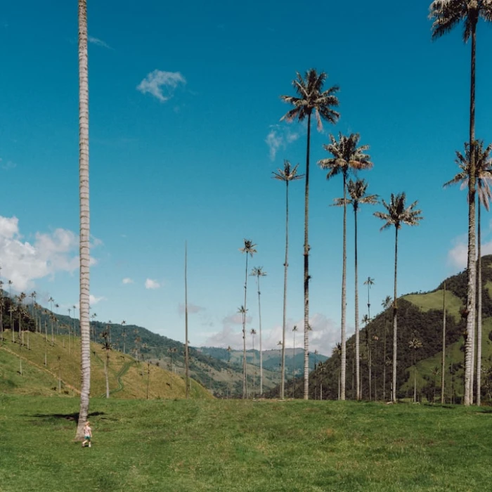Uncover Colombia's Artistic Soul: Top Local Craft Workshops for Tourists