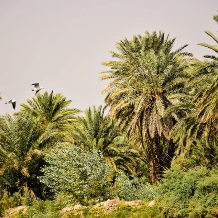 Discover Iraq's Most Scenic Picnic Spots: Breathtaking Views Await!
