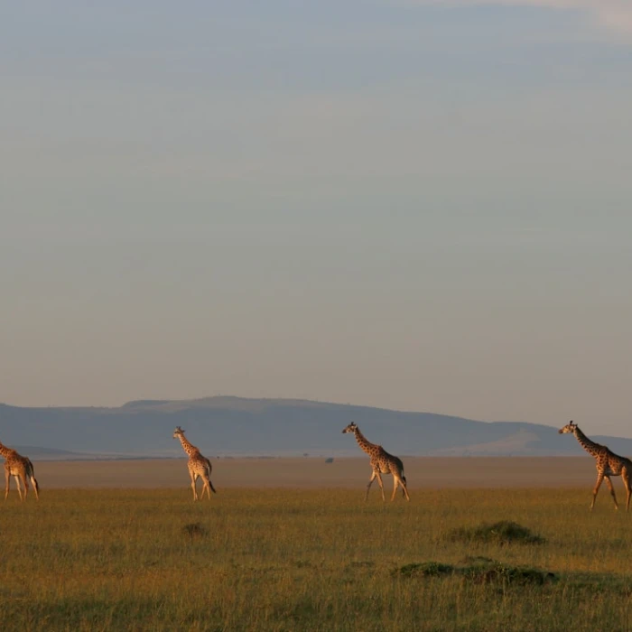 A History Lover’s Guide to the Ancient Sites of Kenya