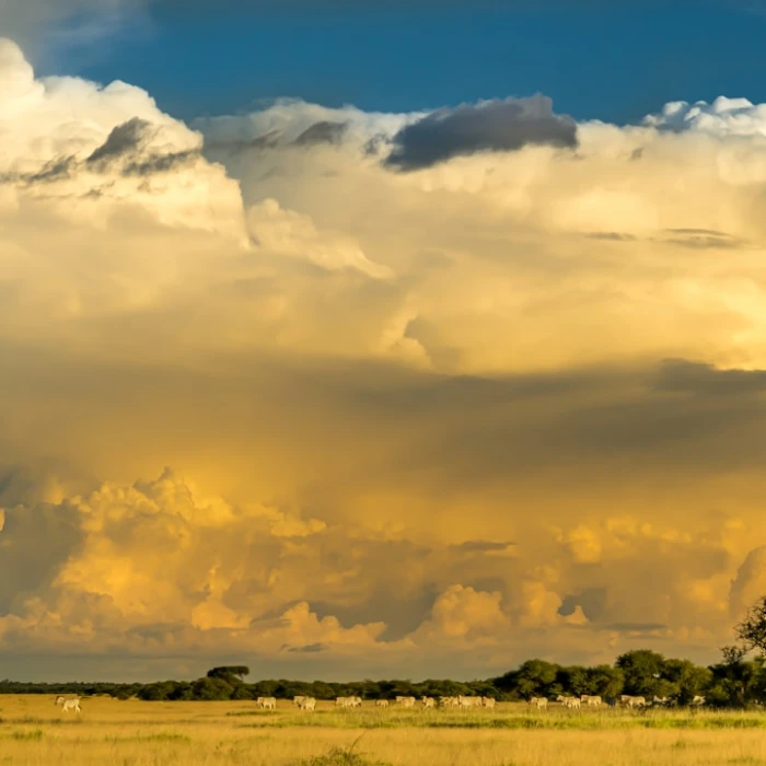 How to Get a Local SIM Card & Data in Botswana (Travel Guide)