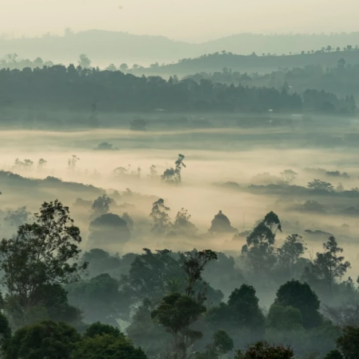 Essential Guide: Staying Healthy and Sickness-Free in Cameroon