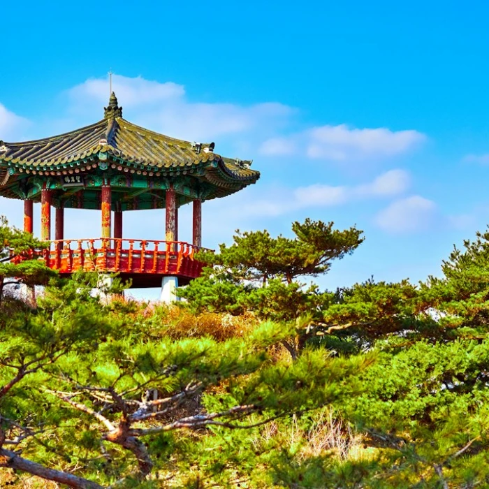 Discover the Best Flower Markets in South Korea: Your Guide to Vibrant Blooms