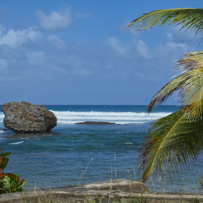 Discover the Best Snorkeling & Diving in Barbados: An Underwater Paradise Awaits