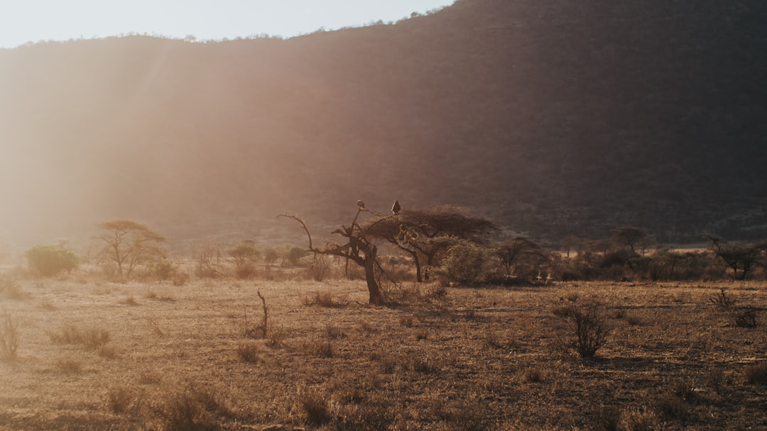 Ultimate Guide: Discover Kenya's Top Bird Watching Destinations