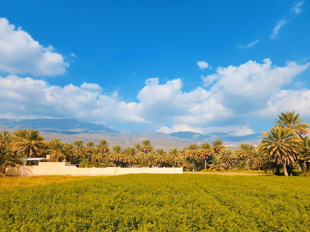 Discover Oman's Hidden Gems: Your Ultimate Guide to the Best Local & Artisan Cheese Shops