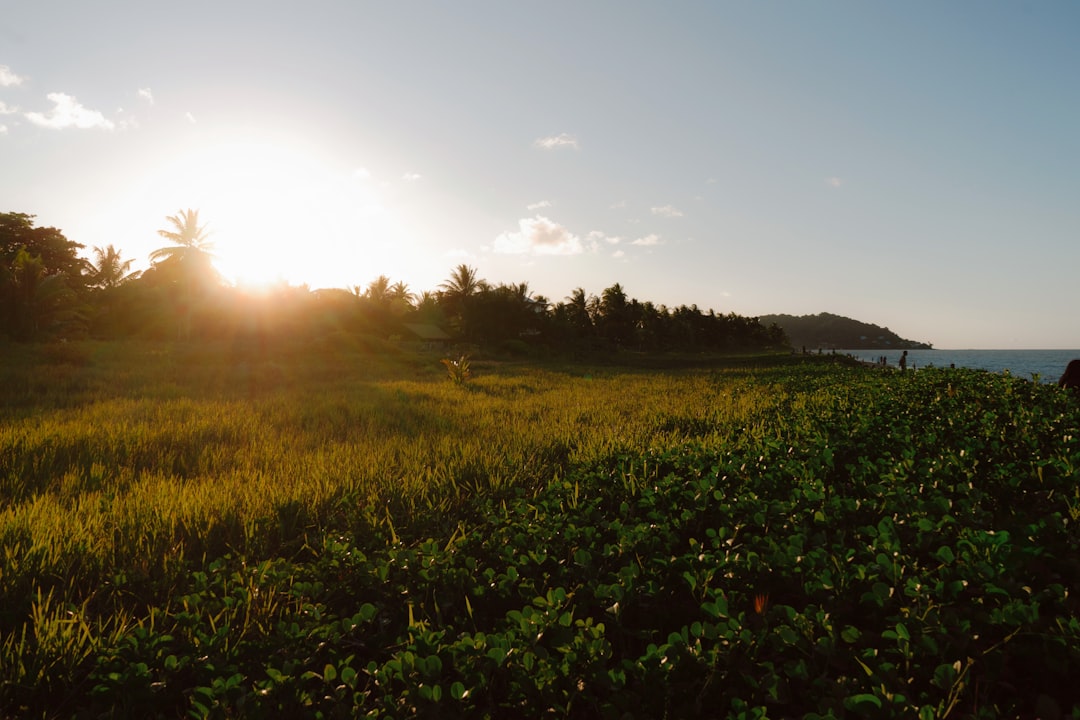 Discover French Guiana's Freshest Seafood: A Guide to Top Local Fish Markets