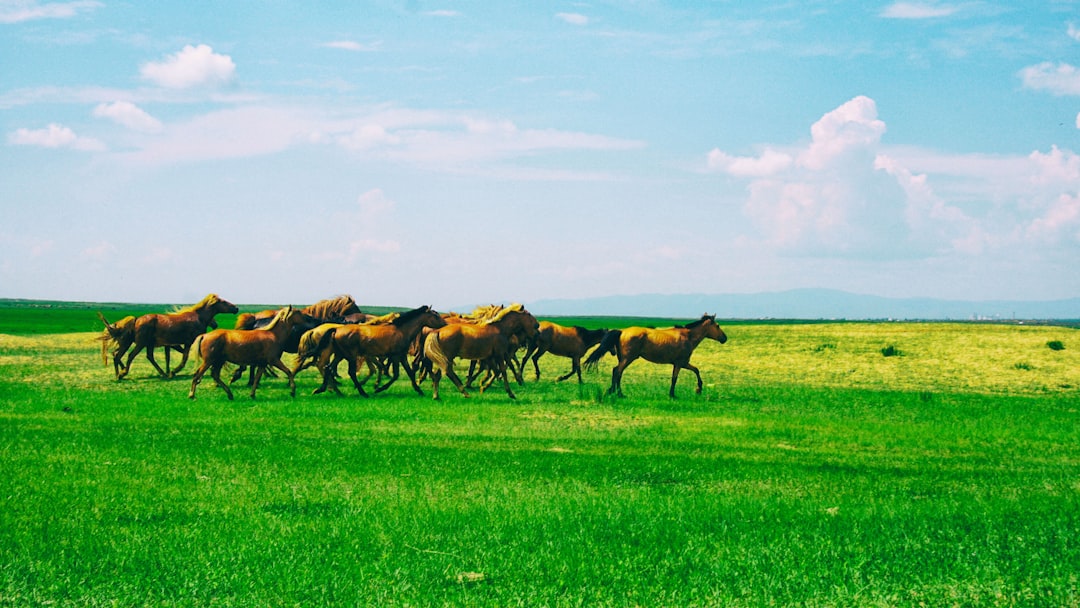 Discover Mongolia's Sweetest Secrets: Exploring Top Local Ice Cream Shops