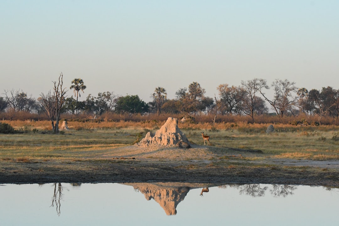 Savvy Spending: Your Ultimate Guide to Saving Money on Food & Drinks in Botswana