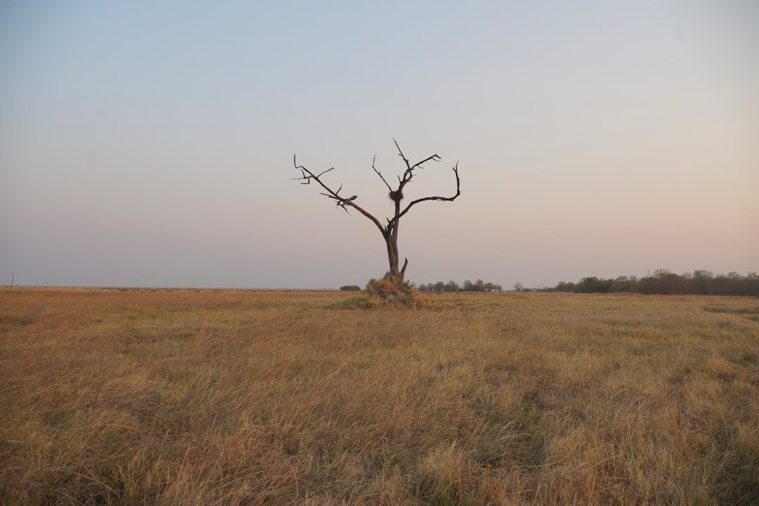 Discovering Botswana's Urban Canvas: A Guide to Vibrant Street Art & Murals