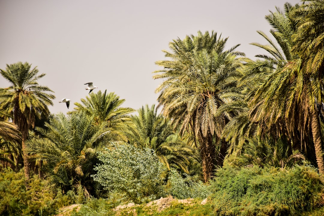 How to Use Public Phones in Iraq: Your Essential Communication Guide