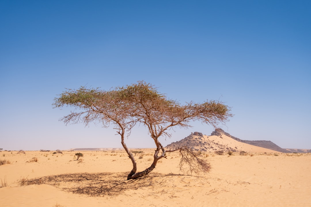 Mauritania's Hidden Nightlife: Unearthing Exclusive Lounges & Social Hubs