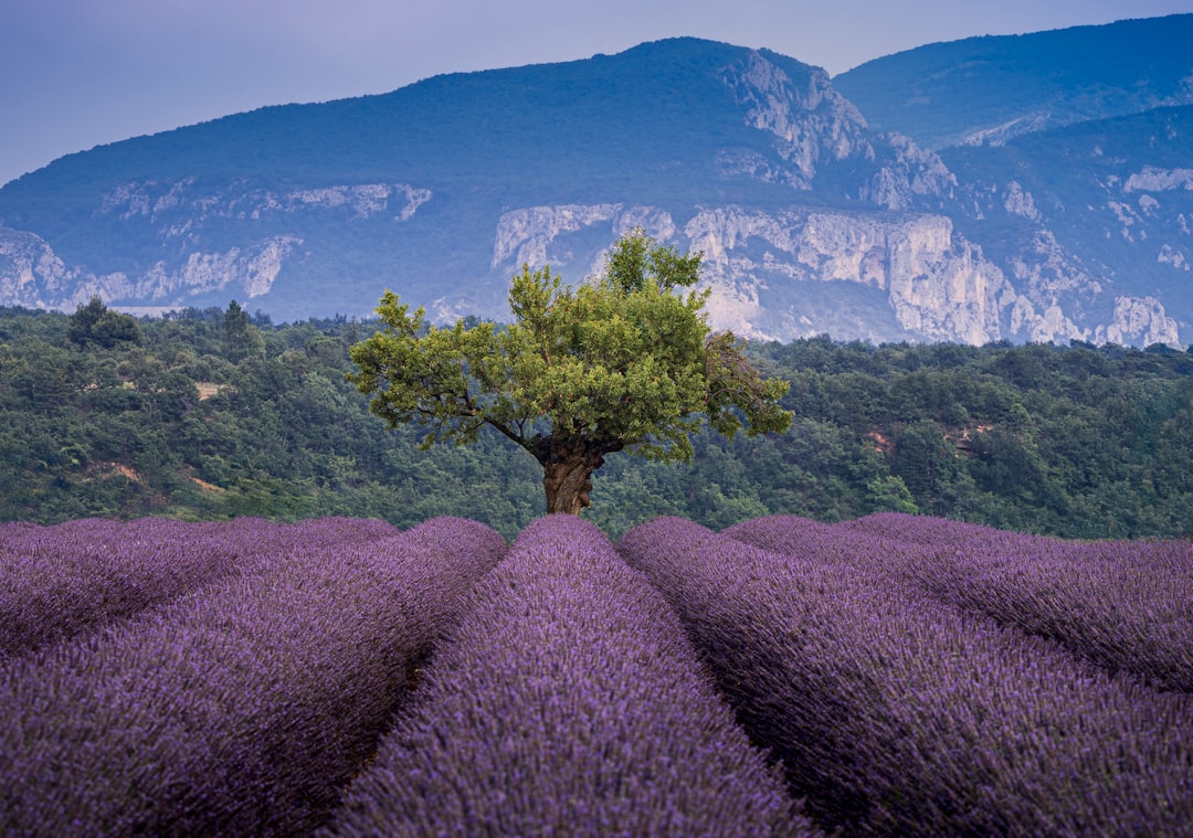 Discover France's Most Breathtaking Scenic Walks