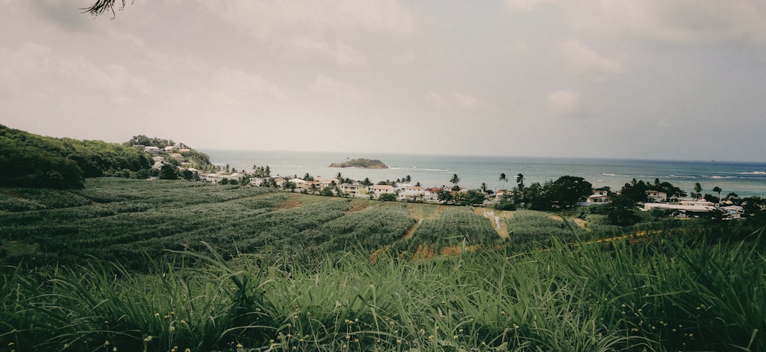 A Wine Lover’s Guide to the Best Vineyards in Martinique