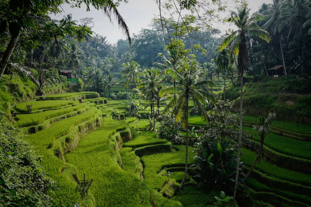 The Best Places for a Scenic Picnic in Indonesia