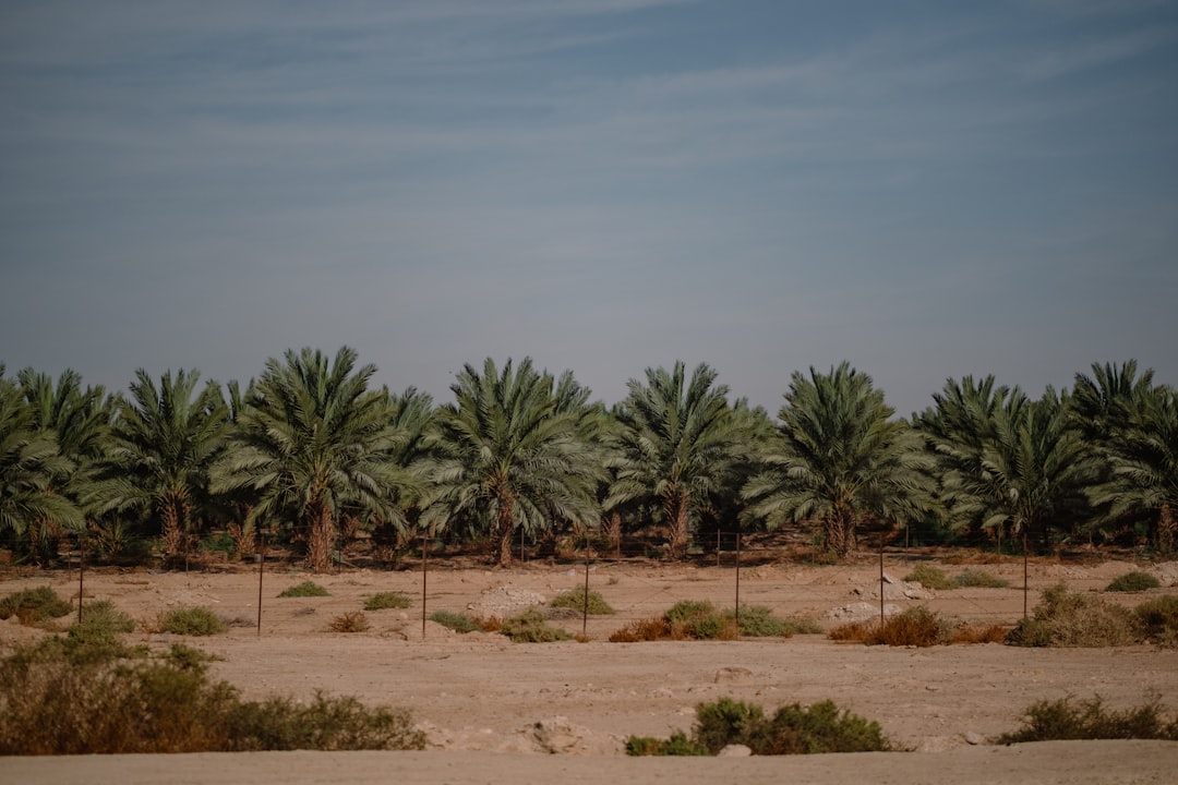 Navigating the West Bank Safely: Essential Car Rental Tips for Palestinian Territories Travel