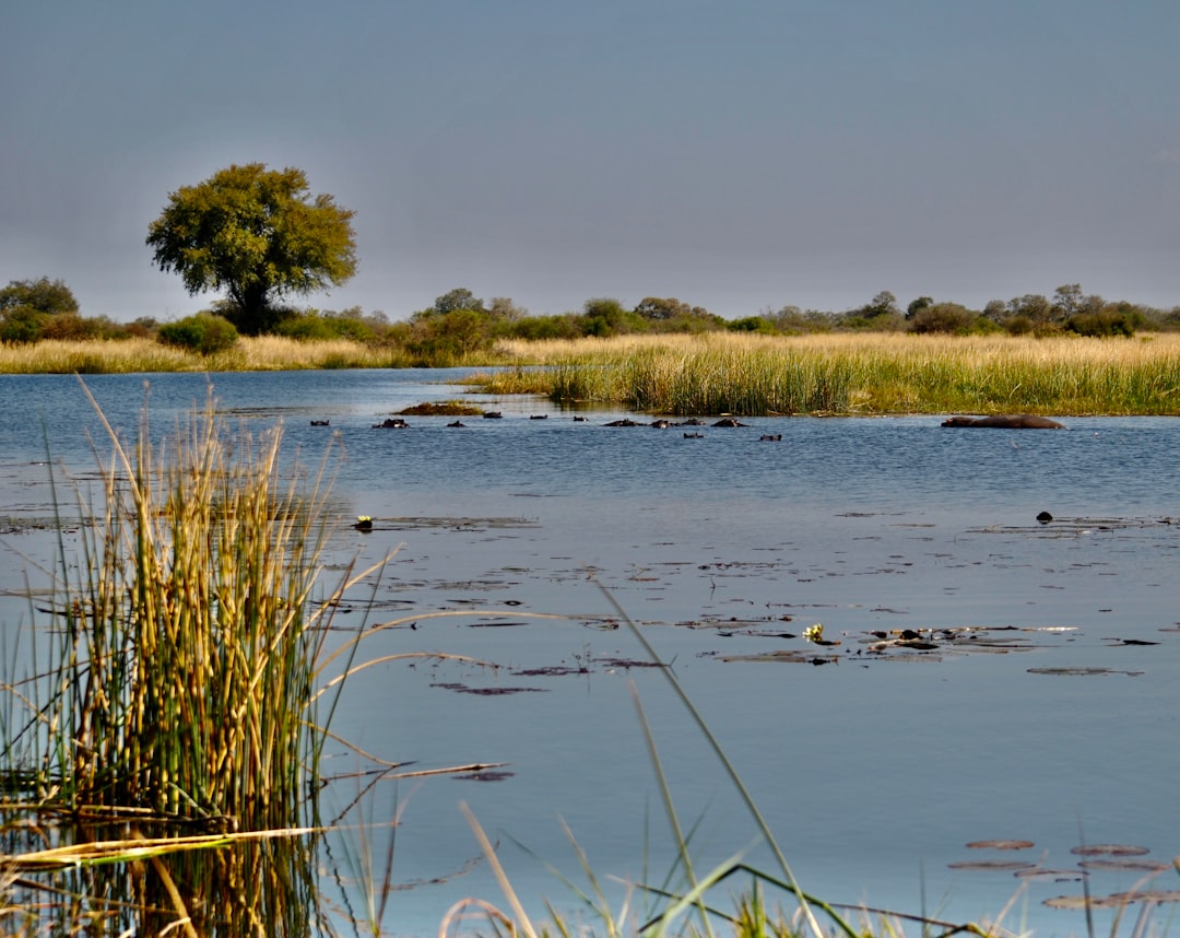 Dive into Culture: Exploring Botswana's Vibrant Local Book Markets