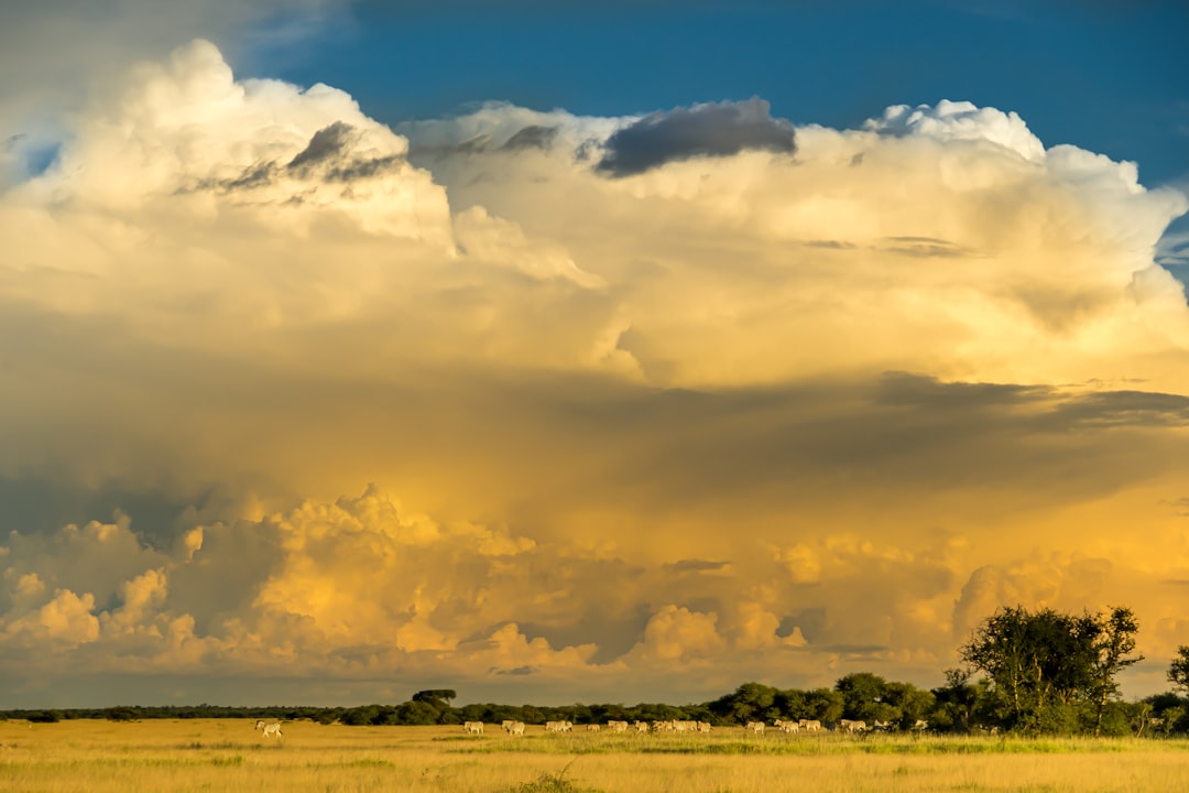 How to Get a Local SIM Card & Data in Botswana (Travel Guide)