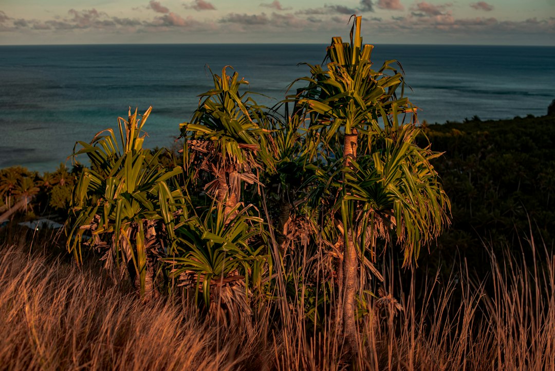 Savoring Fiji: Your Ultimate Guide to Finding the Best Vegan & Vegetarian Food